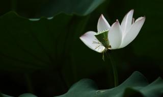 葳蕤菡萏是什么意思