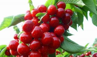 四川阿坝州地图 四川阿坝州地图