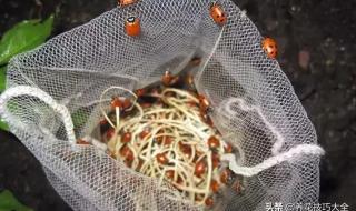 象鼻虫幼虫 象鼻虫幼虫