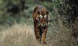 首次拍到孟加拉虎