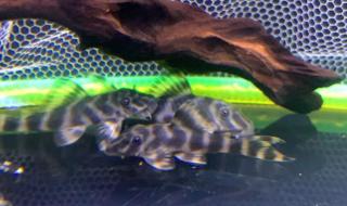 异形观赏鱼 异形观赏鱼