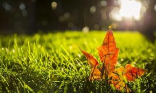 2022年晚立秋热死牛 2022年晚立秋热死牛