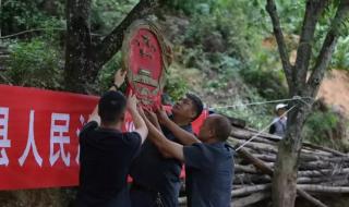 我家门前有两棵树 我家门前有两棵树