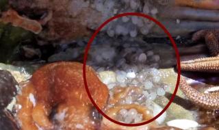 章鱼拆贝壳当房门