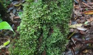 洛克王国的高黎贡山 洛克王国的高黎贡山