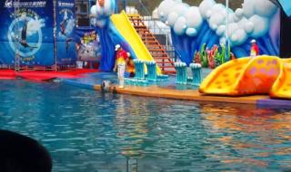 深圳海湾出现白海豚